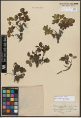 Foto von Salix arctica Pall.